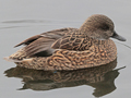 Falcated Duck